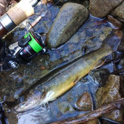 渓流ルアーシーズン開幕 ～長良川水系～